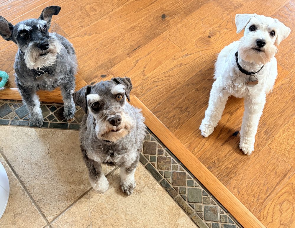 Three miniature schnauzers, two salt-and-pepper and one white, looking up at the camera